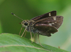 Little Glassywing